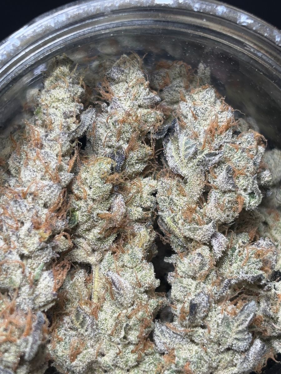 Original Gmo strain