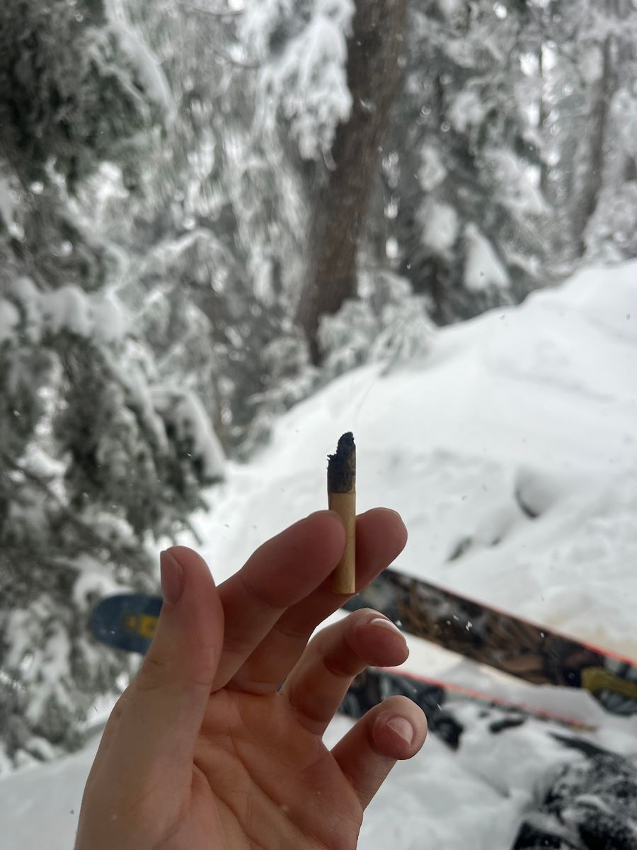 Mango Cake strain