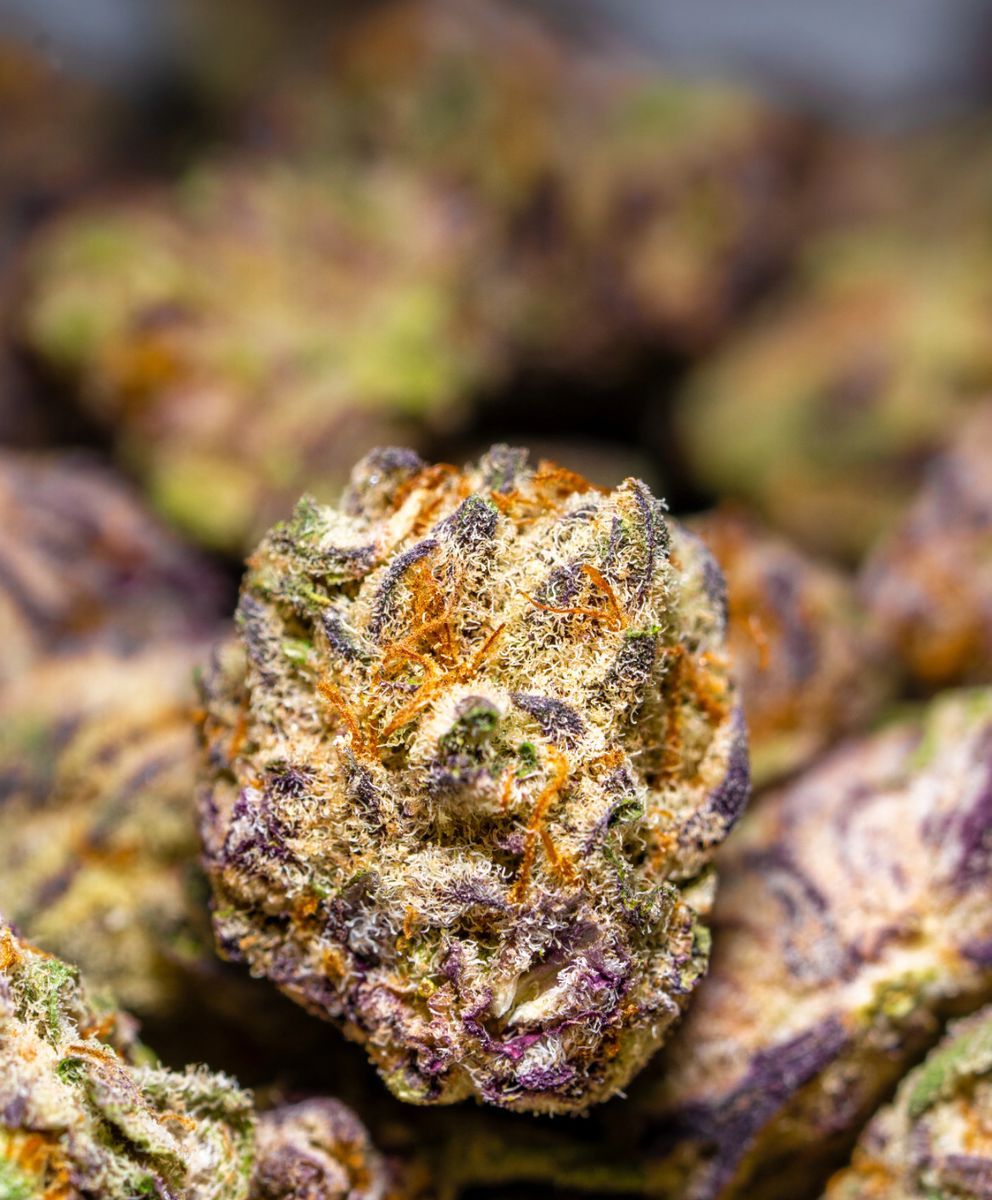 Purple Swirl strain
