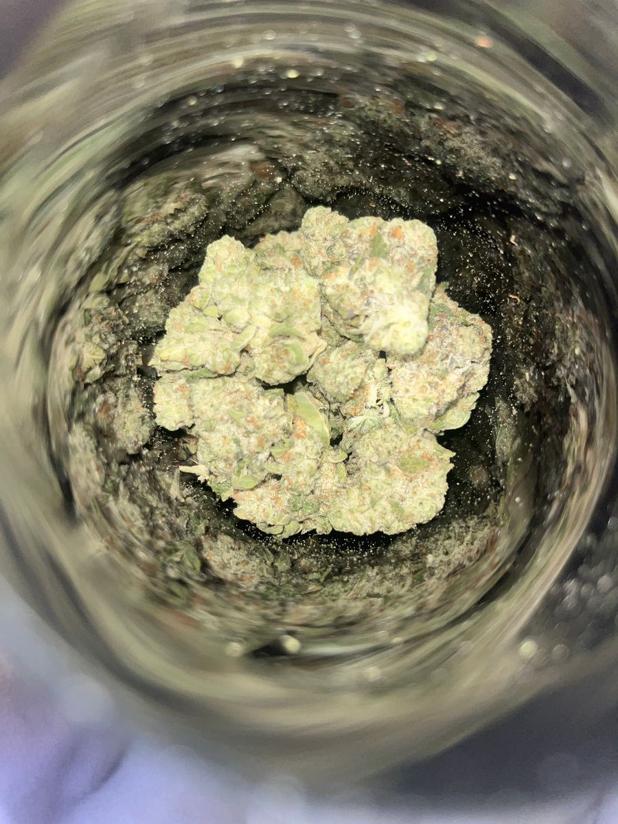 Cranberry Z strain