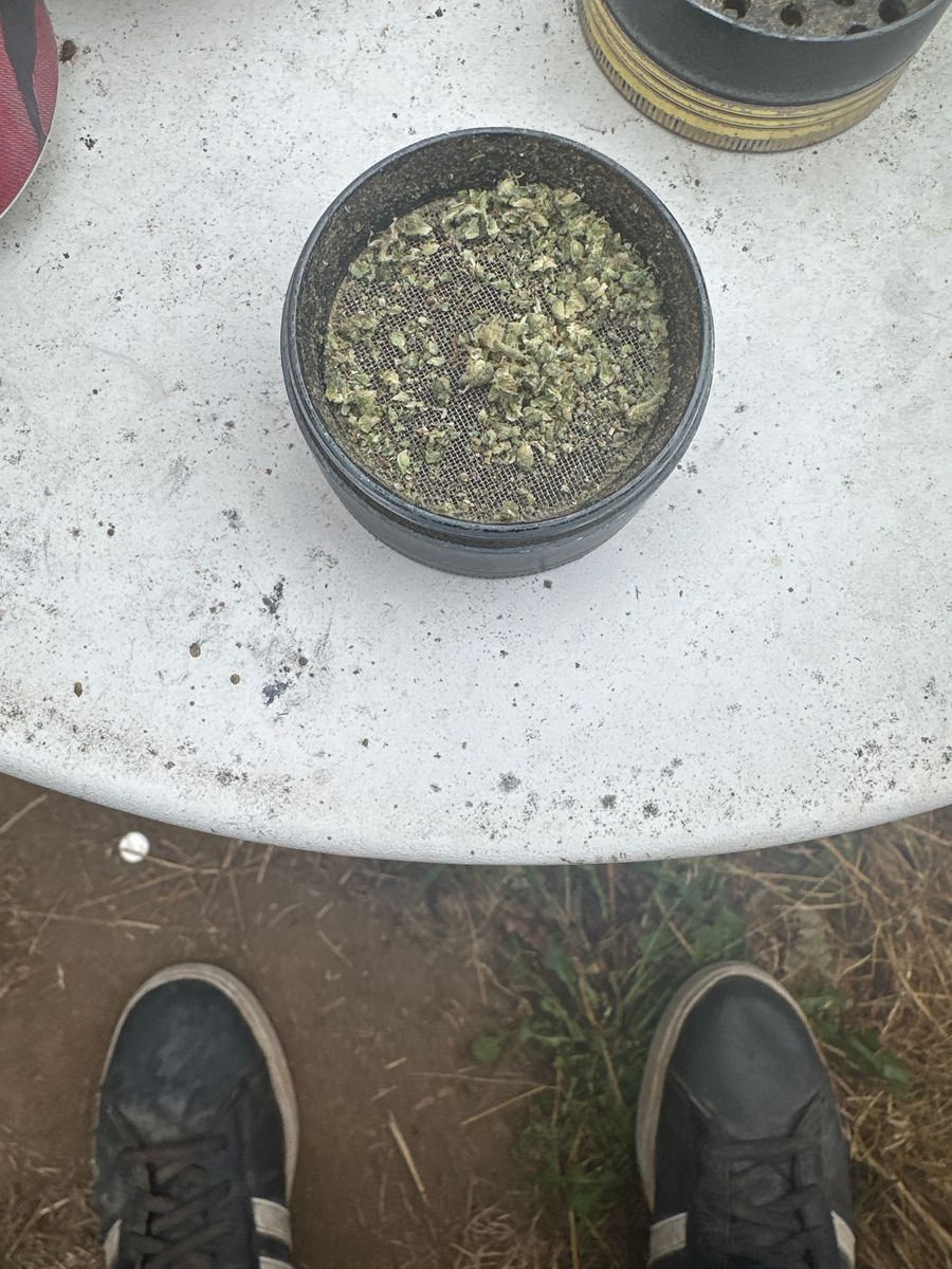 Dragon Kush strain