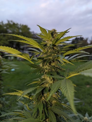 fullmelt