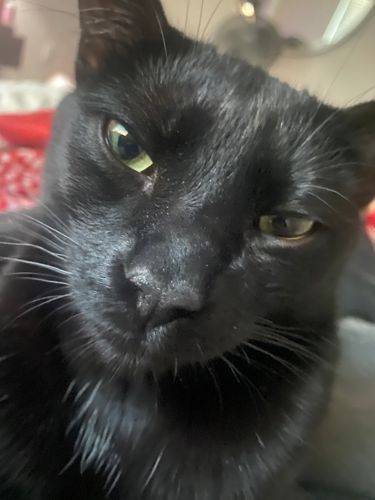 jax