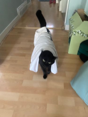 skunkyfungi