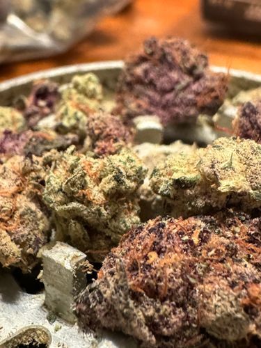 terps