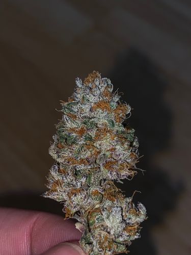 kaizenorganics