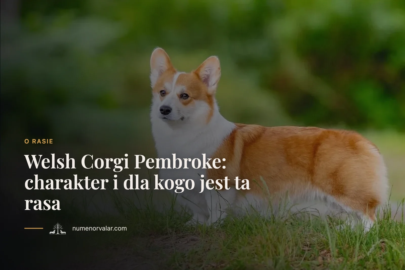 Welsh Corgi Pembroke: charakter i dla kogo jest ta rasa