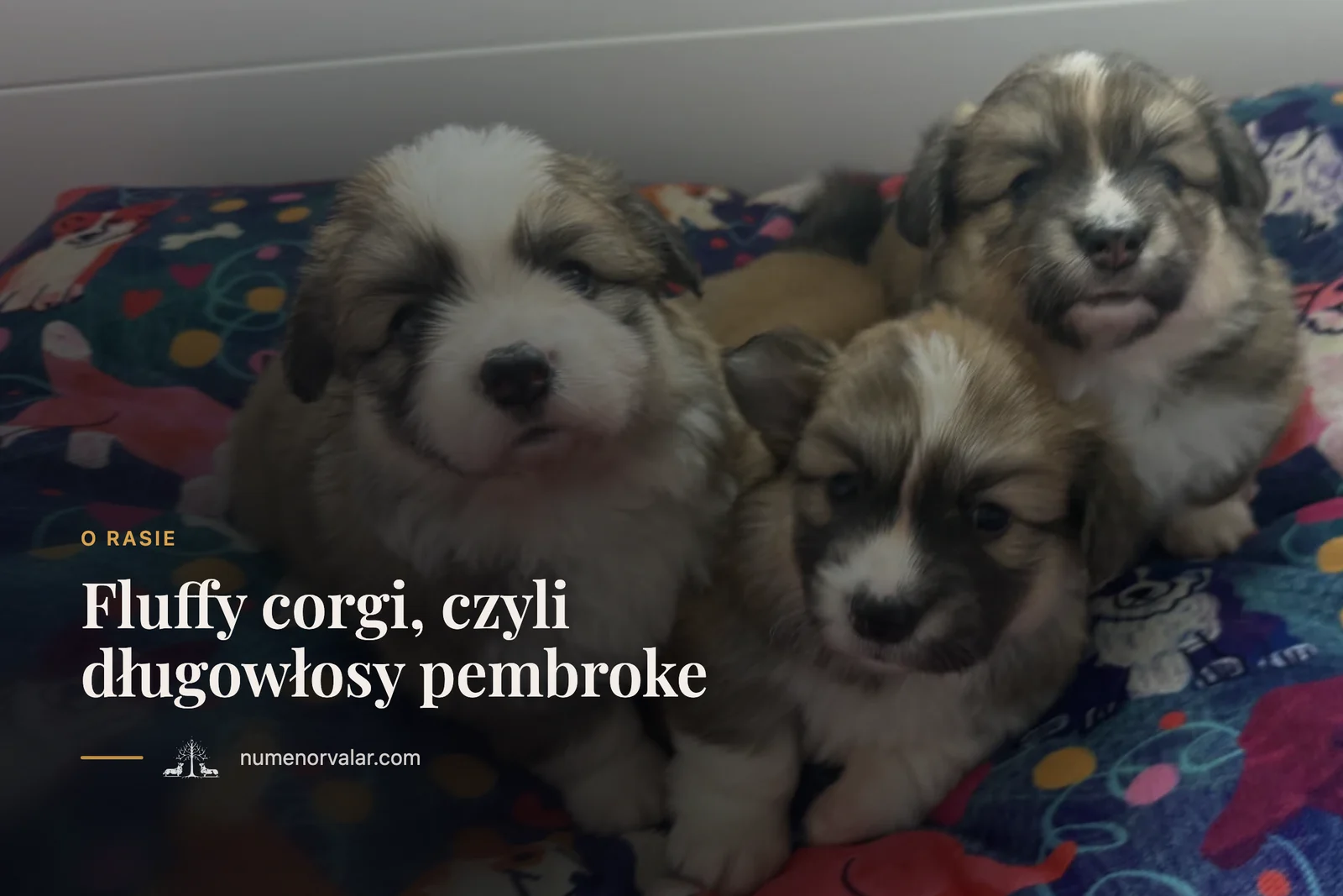 Fluffy corgi, czyli długowłosy pembroke