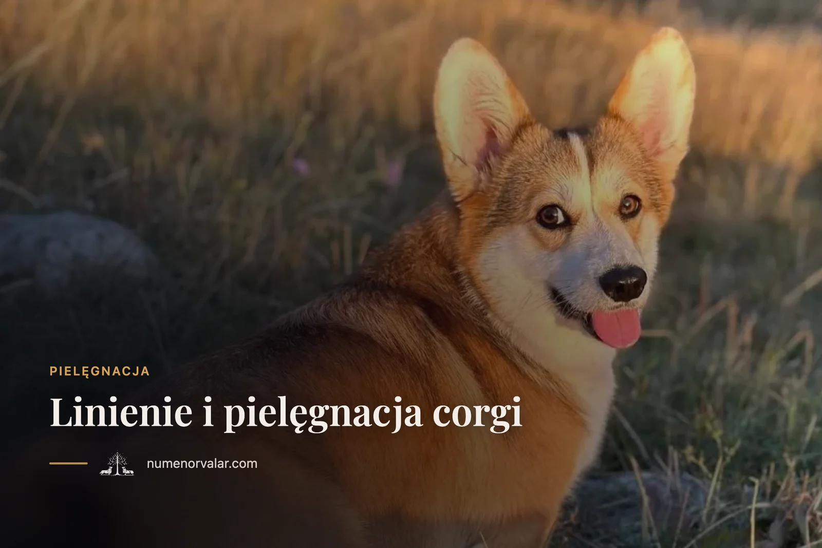 Linienie i pielęgnacja corgi: jak zapanować nad sierścią