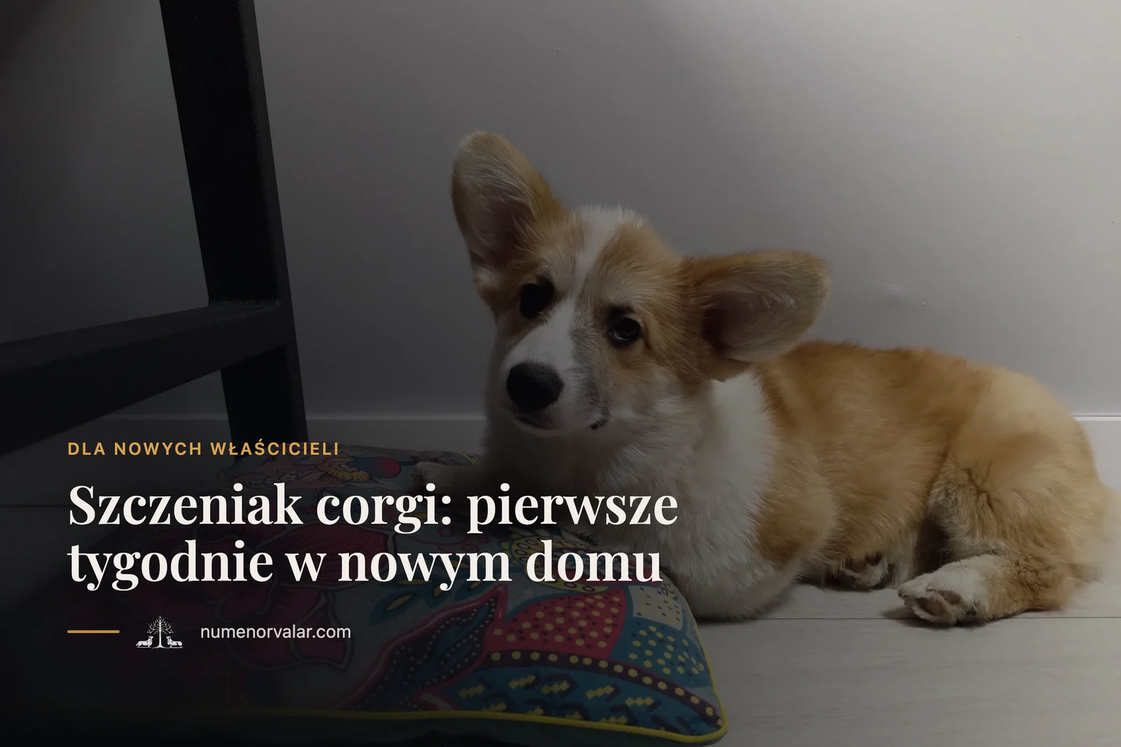 Szczeniak corgi: pierwsze tygodnie w nowym domu