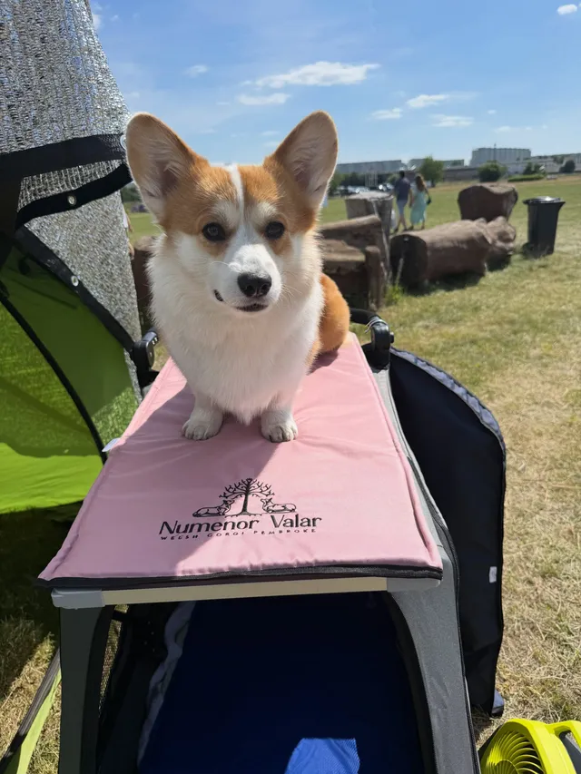 Za kulisami wystawy ;) przygotowanie, przyjaciele i dobra zabawa 😜🩵 #corgi #dogshows