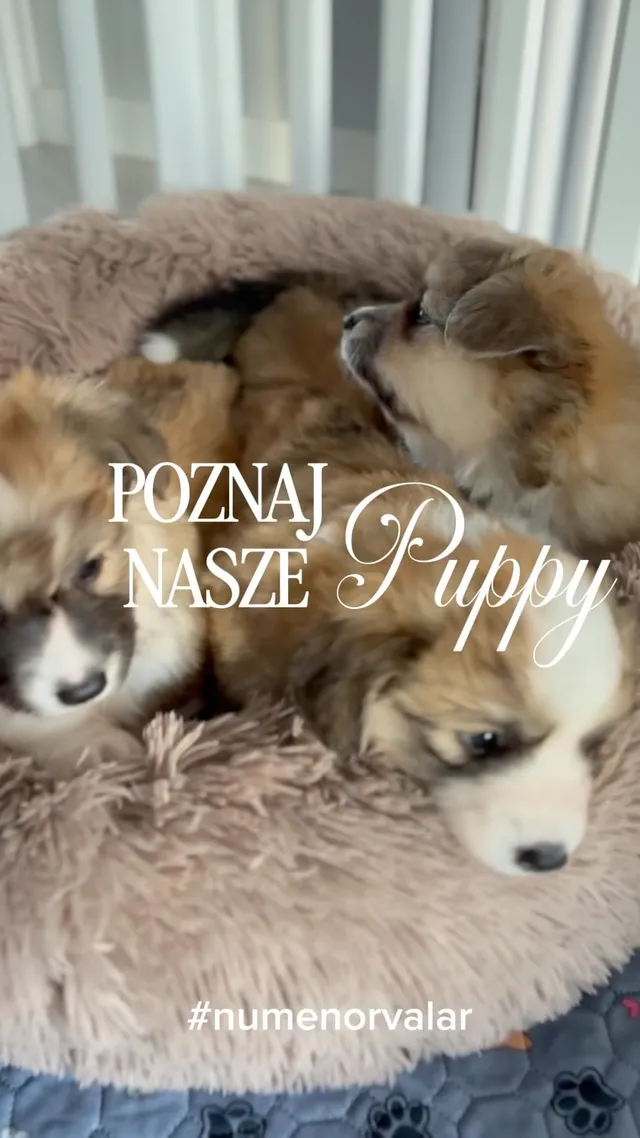 Numenor Valar: szczenięta Welsh Corgi Pembroke 🐾
