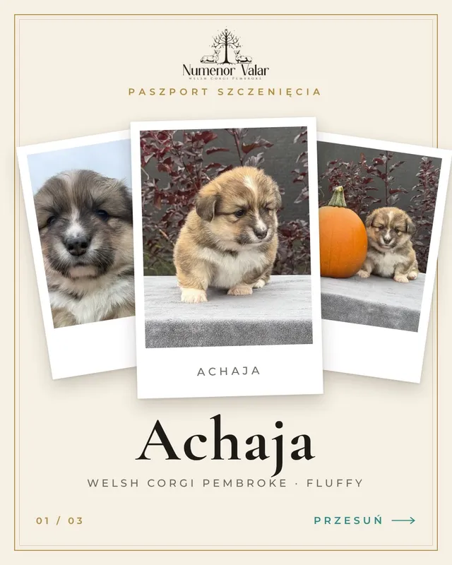 🐾 Poznajcie Achaję – małą odważną podróżniczkę z hodowli Numenor Valar.