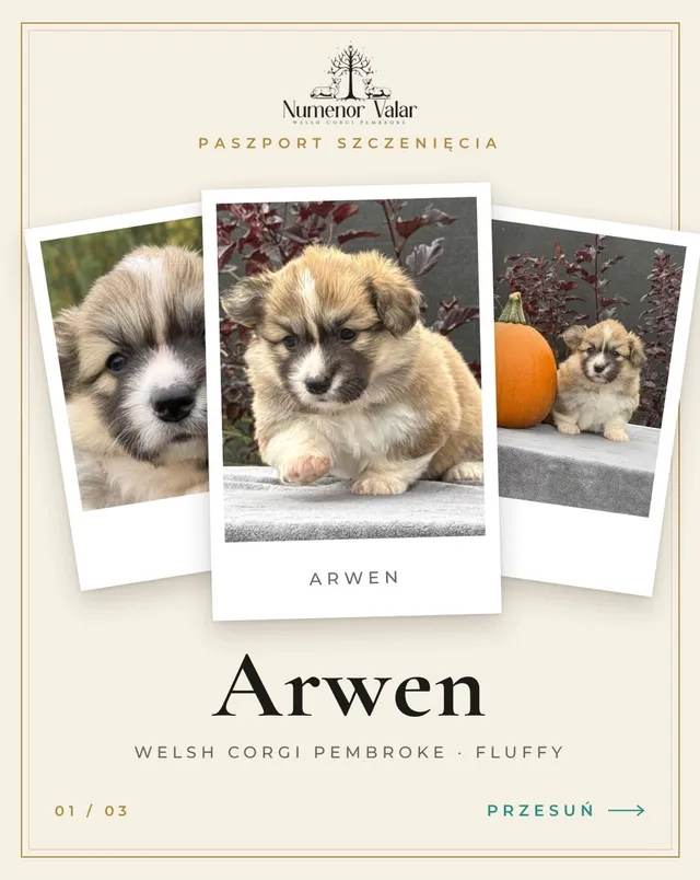 🐾 Poznajcie Arwen – najspokojniejszą duszę z hodowli Numenor Valar.