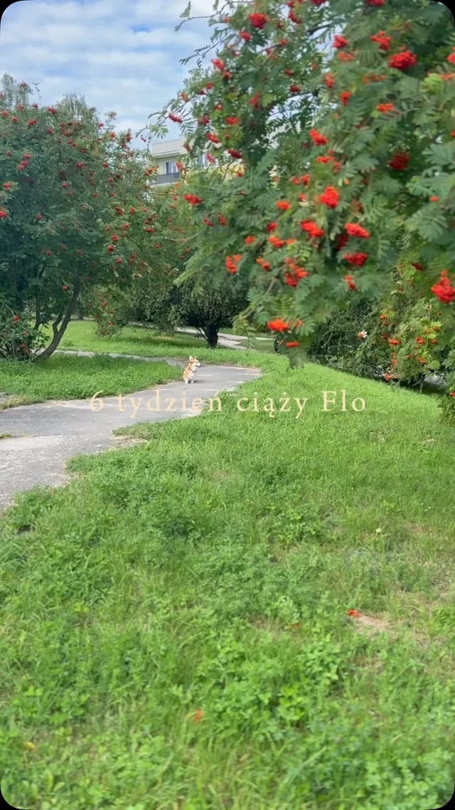 Flo kwitnie w ciąży 🫢🩵