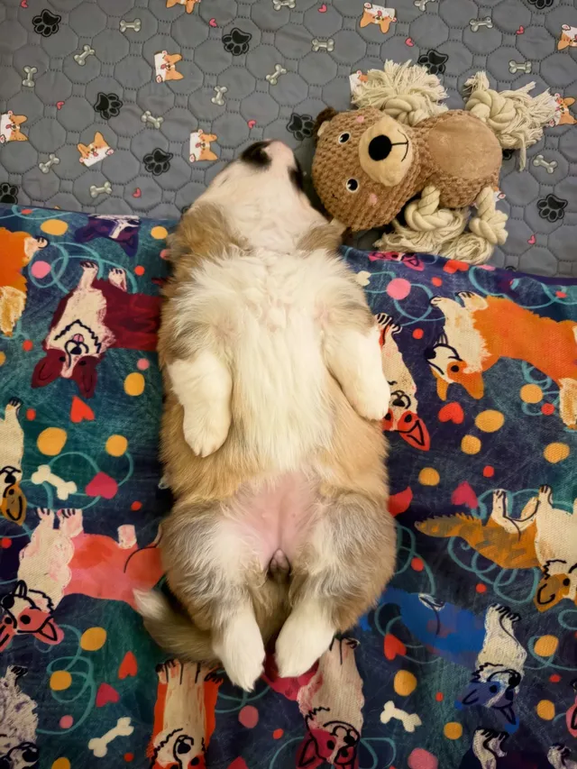 Bochenek w trybie offline 🍞💤 śpiące Corgi najsłodsze #corgi #corgiszczenięta #gdańsk #corgipuppy #szczenięta