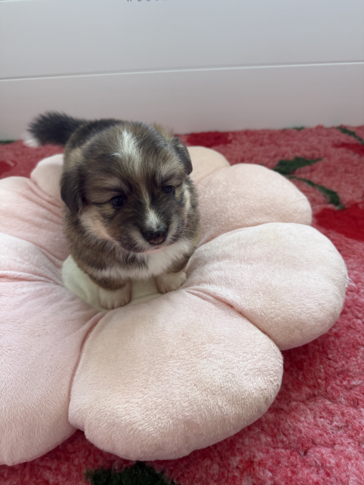 Puszyste corgi, czyli niespodzianka w naszym miocie