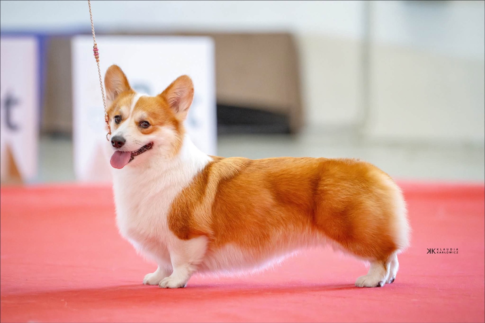 Mana rozpoczyna drogę po Championat Słowacji! 🧡