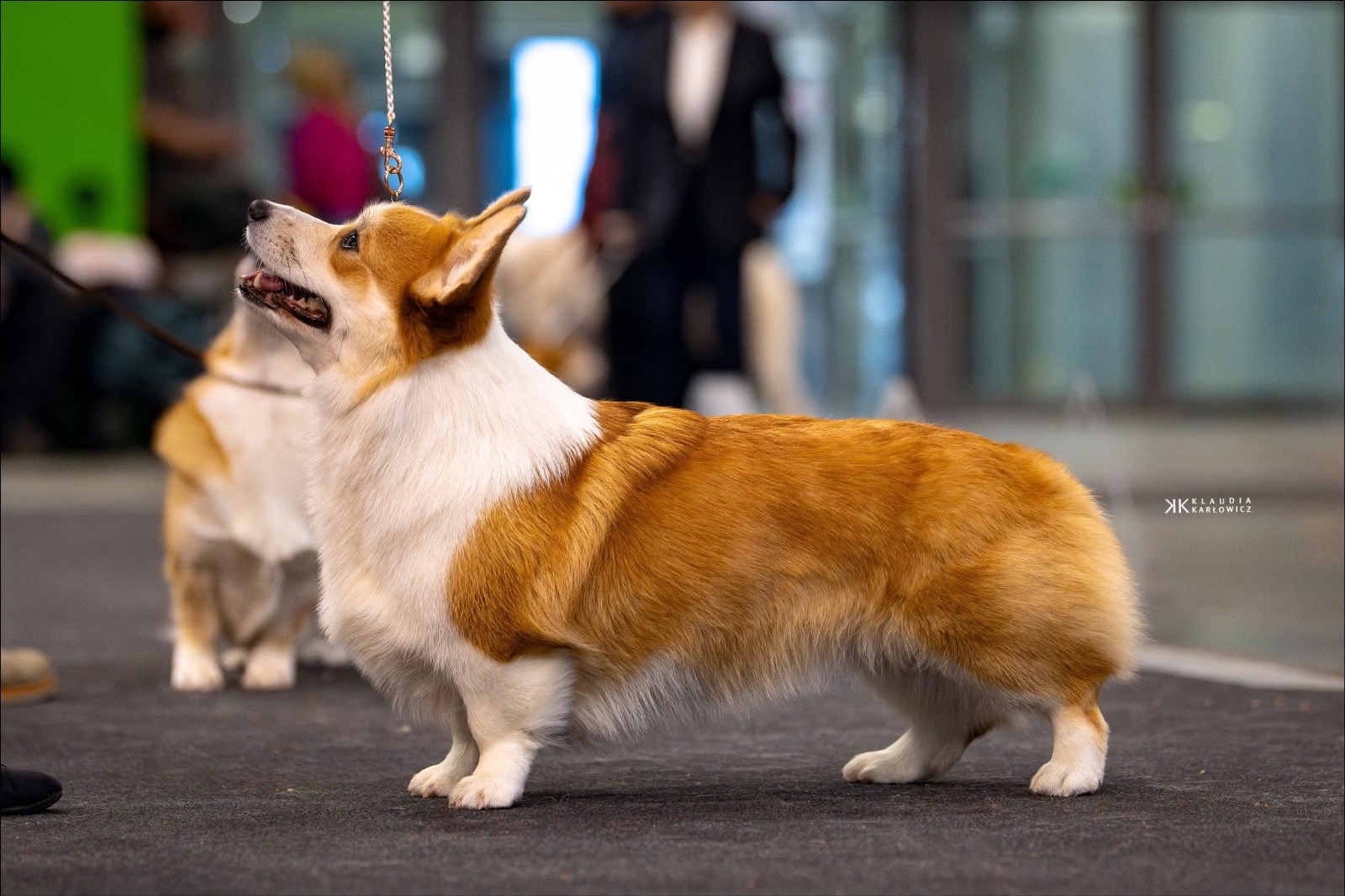 🏆 Weekend CACIB w Gdyni — 10–11.01.2026