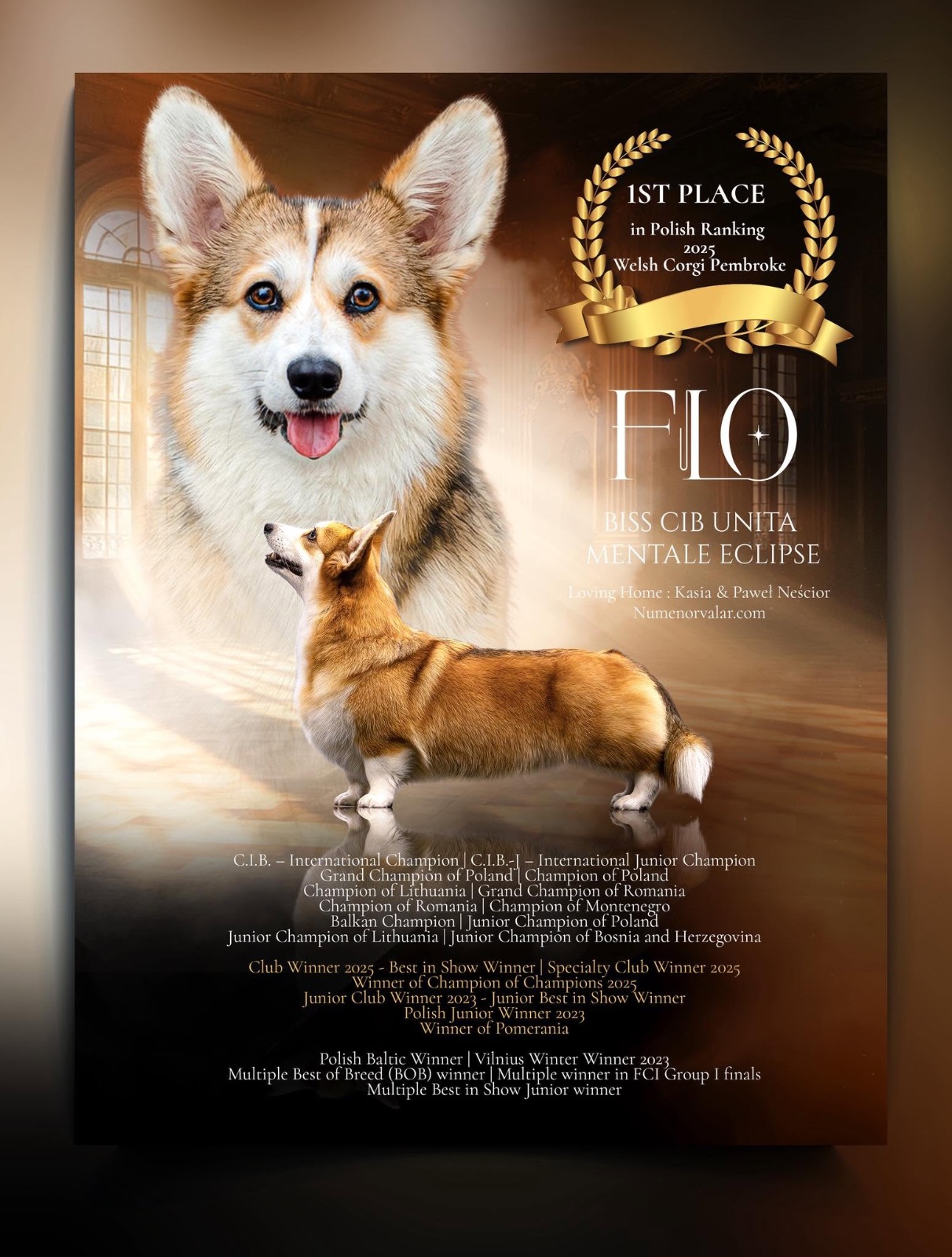 🥇 FLO — #1 w polskim rankingu Welsh Corgi Pembroke 2025!
