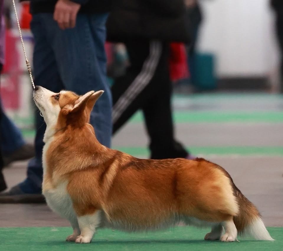 🏆 CACIB — Poznań