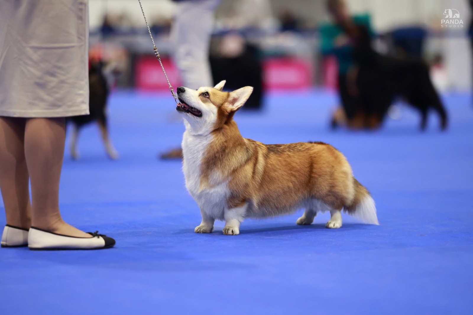 🏆 CACIB — Poznań