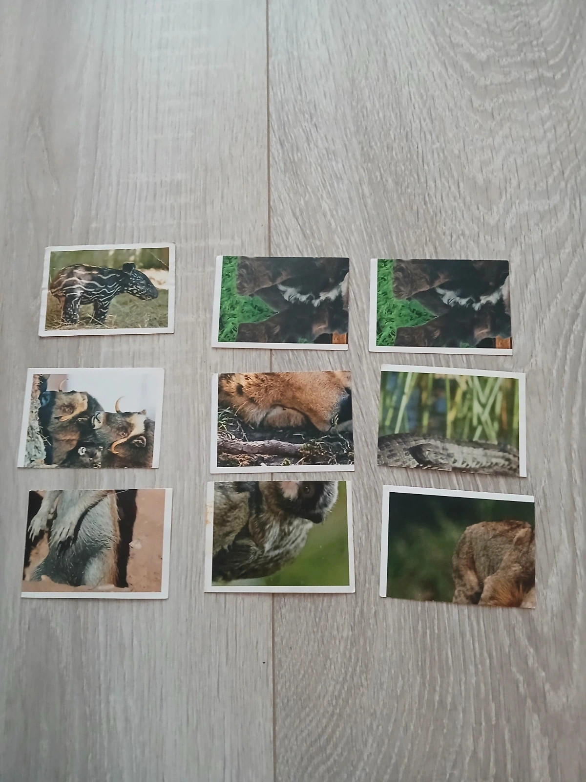 Coop állatkölykök matricák gyűjtőknek 2