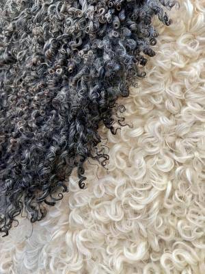 Curly Gotland Sheepskins, high quality 2