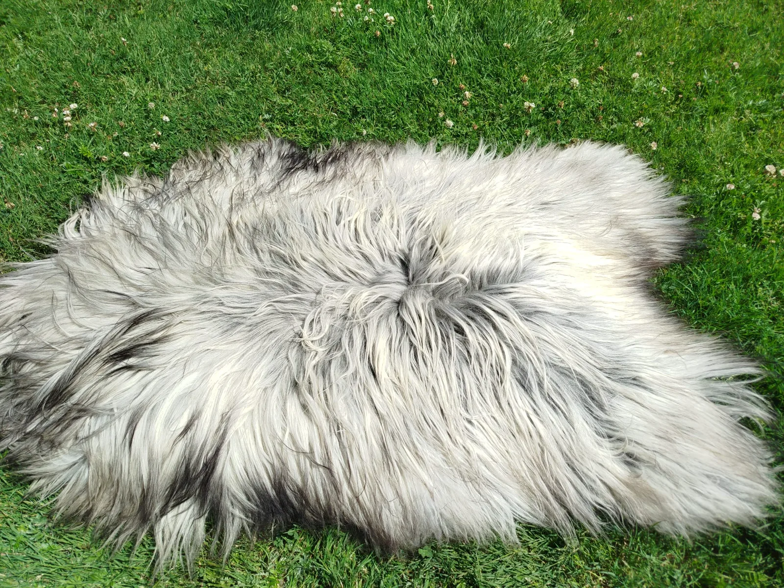 Heidschnucke Premium Sheepskins 1
