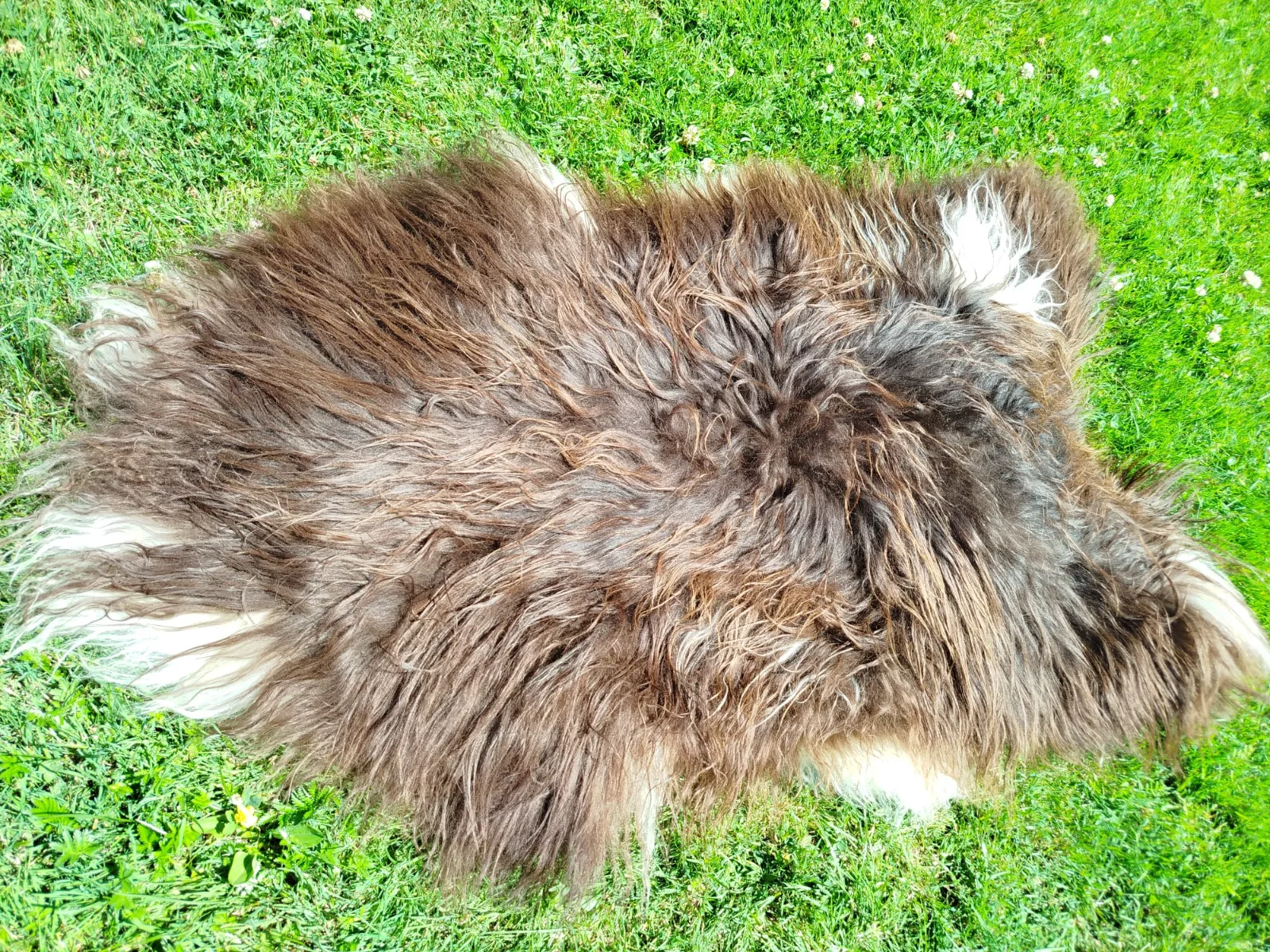 Heidschnucke Premium Sheepskins 3