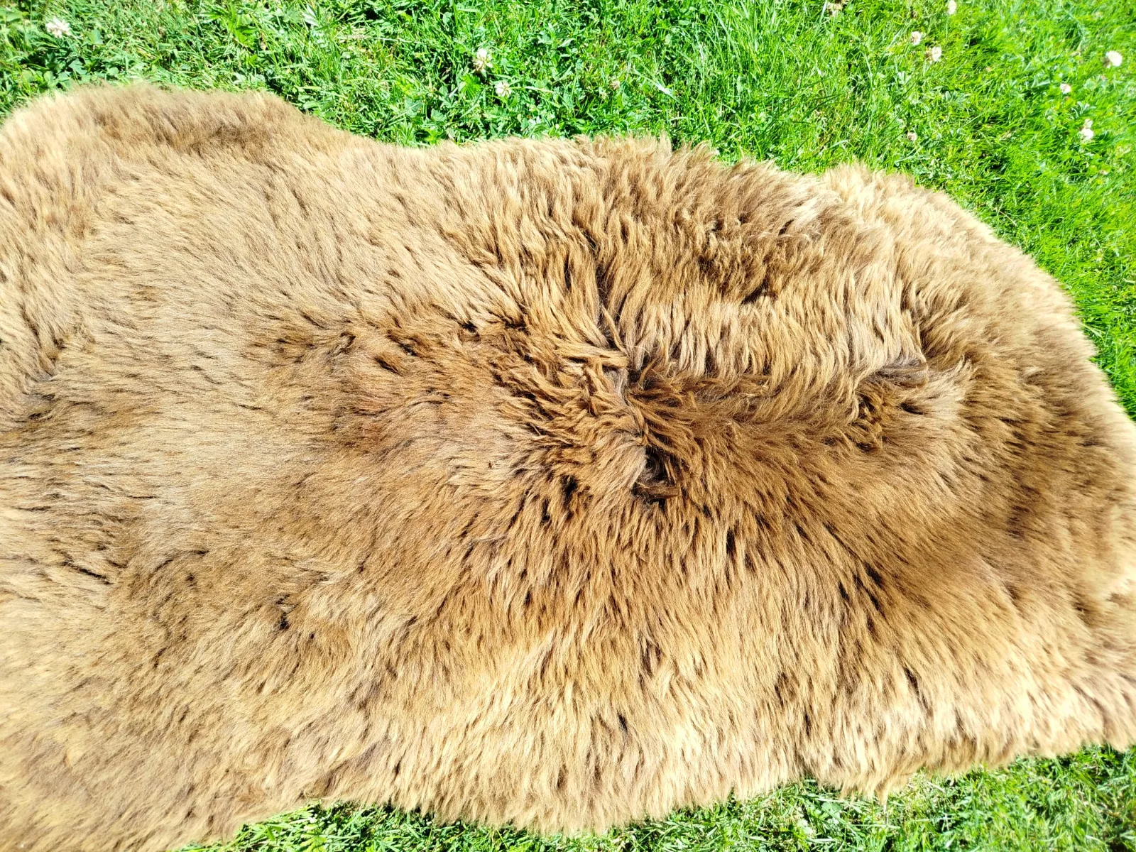Premium Dutch Sheepskins 1