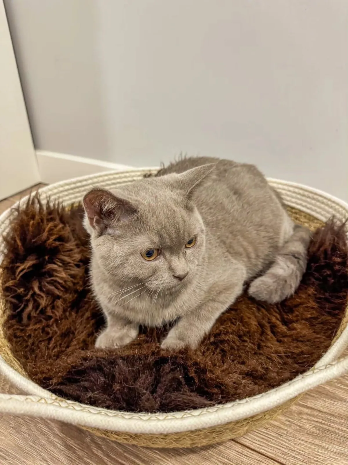 Natural Sheepskin Cat beds 50cm, 70cm, Premium 1