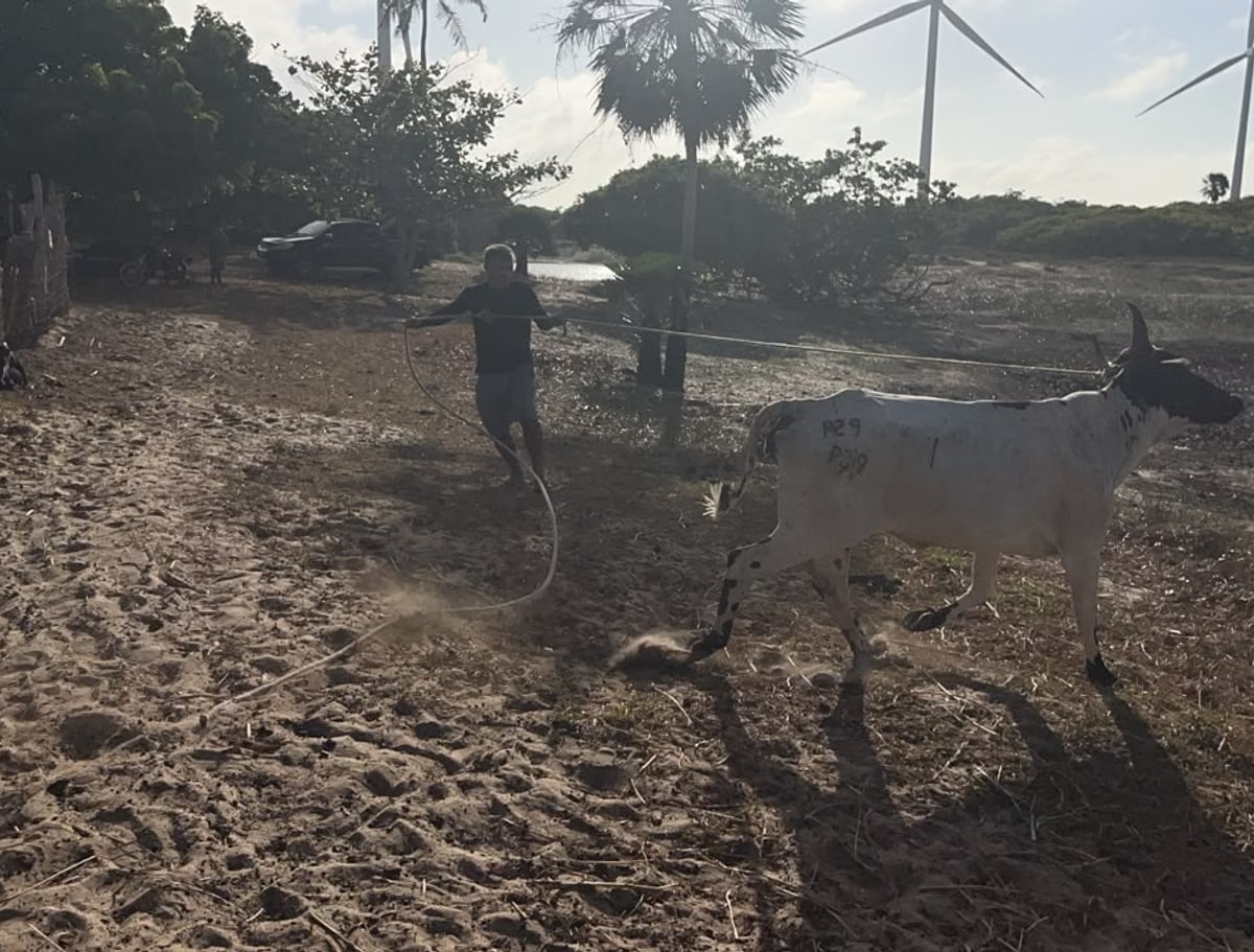 Dois suspeitos de furto de gado são presos em Parnaíba