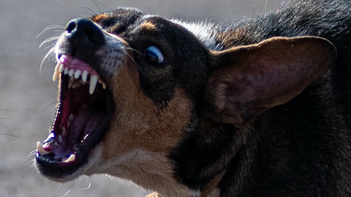 Adolescente fica gravemente ferido após ataque canino em avenida de Oeiras