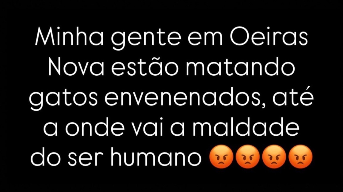 Moradores denunciam suspeita de envenenamento de gatos no bairro Oeiras Nova