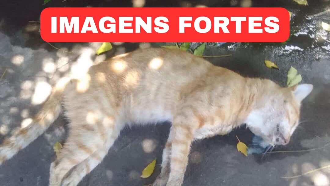 Novos relatos reforçam suspeita de envenenamento de gatos em Oeiras Nova