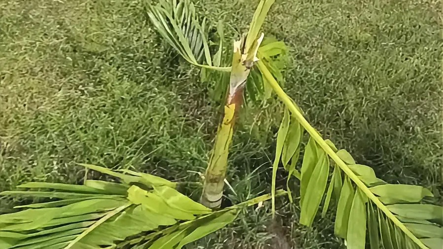 Palmeiras e plantas ornamentais são alvo de vandalismo em Oeiras