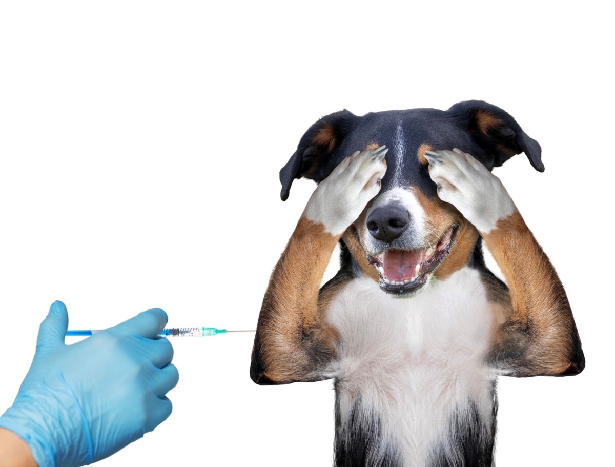 Dia D da vacinação antirrábica tem atendimento veterinário gratuito neste sábado em Oeiras