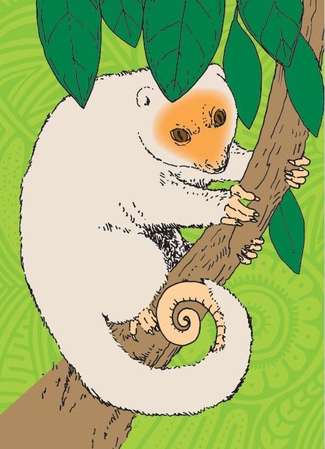 Image illustraton for the book:What Animals Can You See?