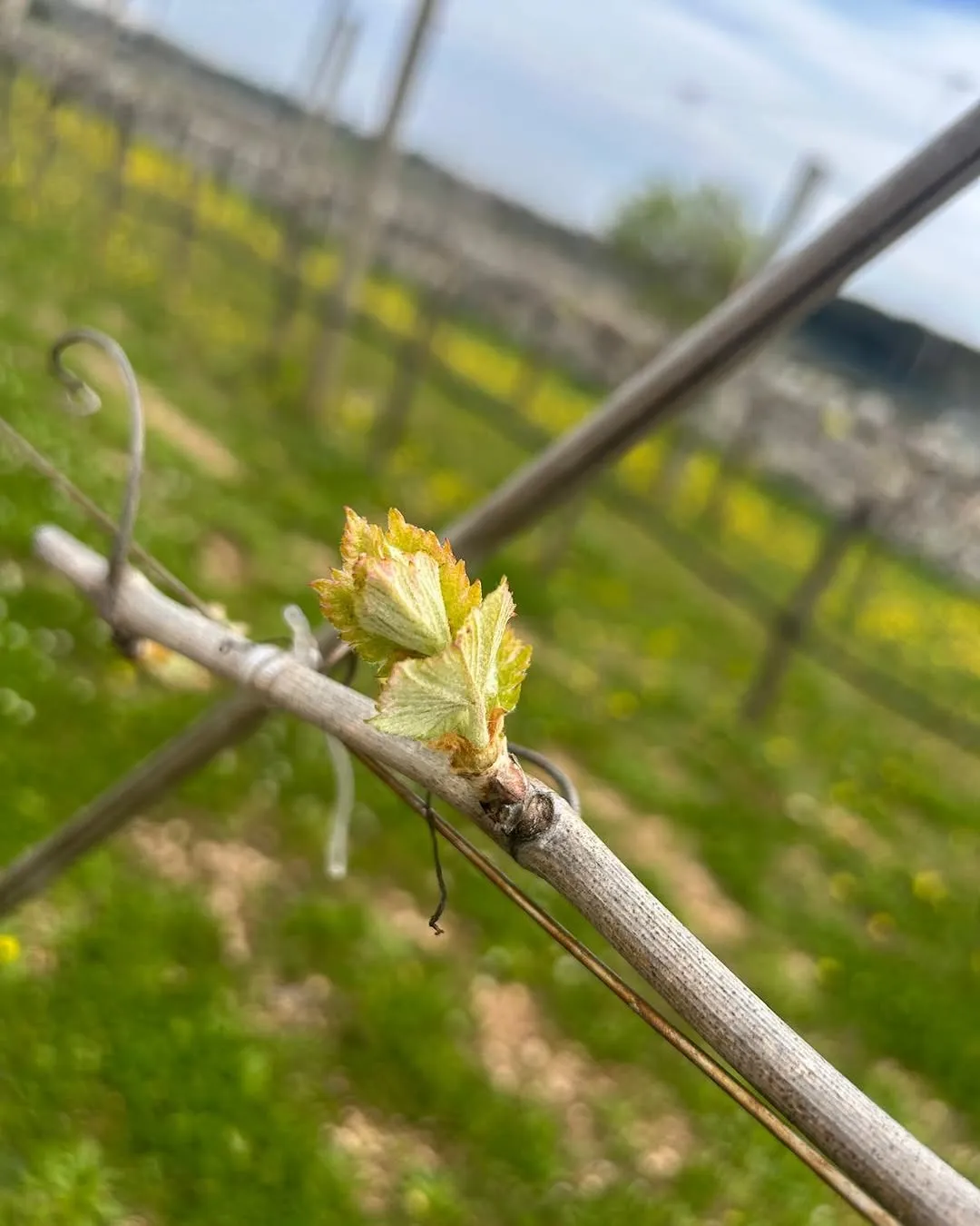 A close-up shot of new green shoots emerging from a vine branch in a vineyard, with a blurred background of more vines and green fields under a bright sky.