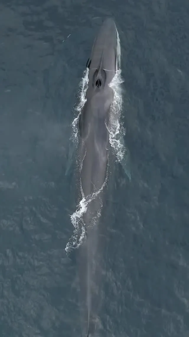An impressive aerial shot capturing a large whale moving through the water, creating a noticeable wake. The image is well-composed, highlighting the animal's immense size and grace.