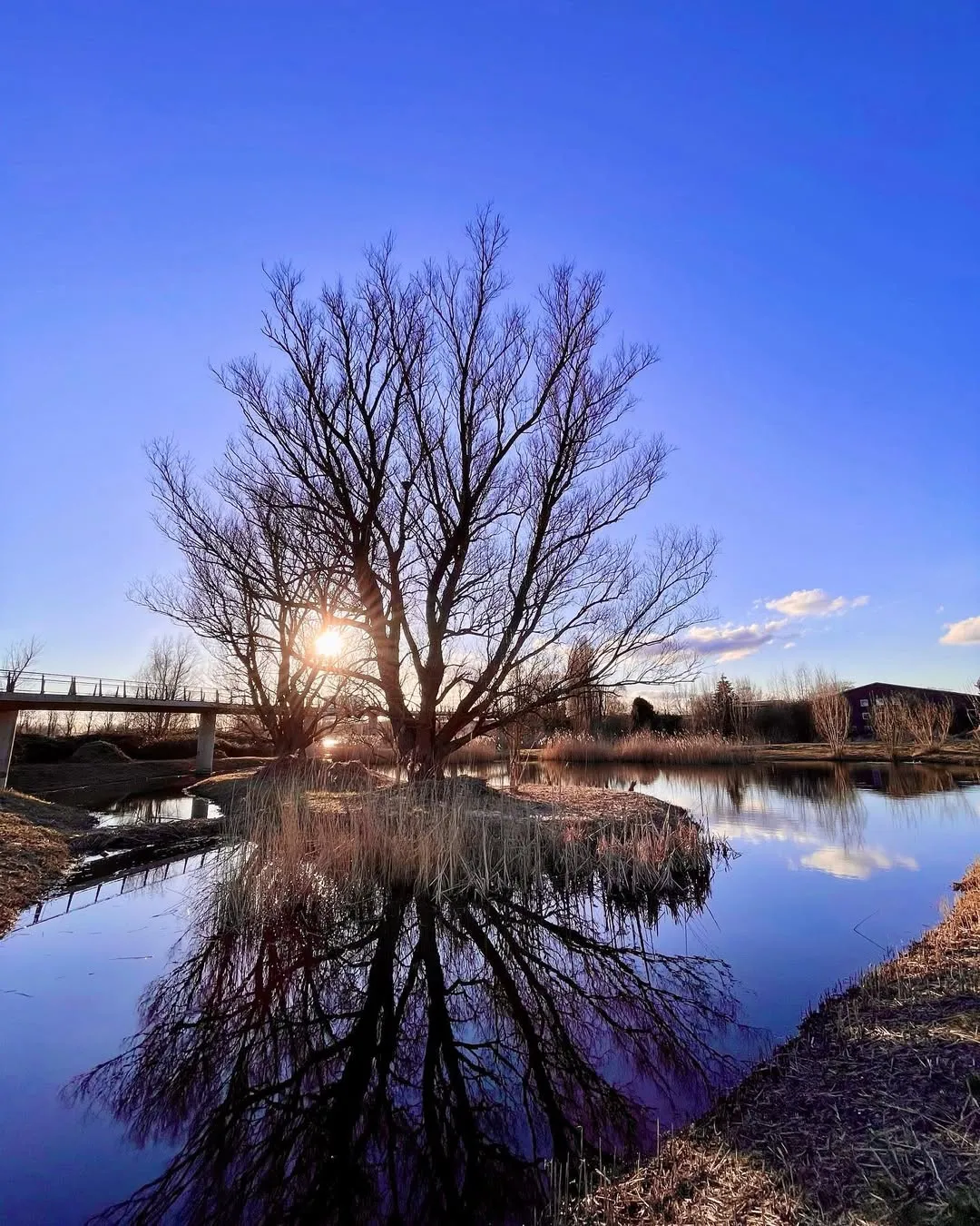 The image beautifully captures a bare tree by a calm body of water, showcasing a clear reflection under a vibrant blue sky with the sun peeking through the branches. The composition is strong and the colors are striking.