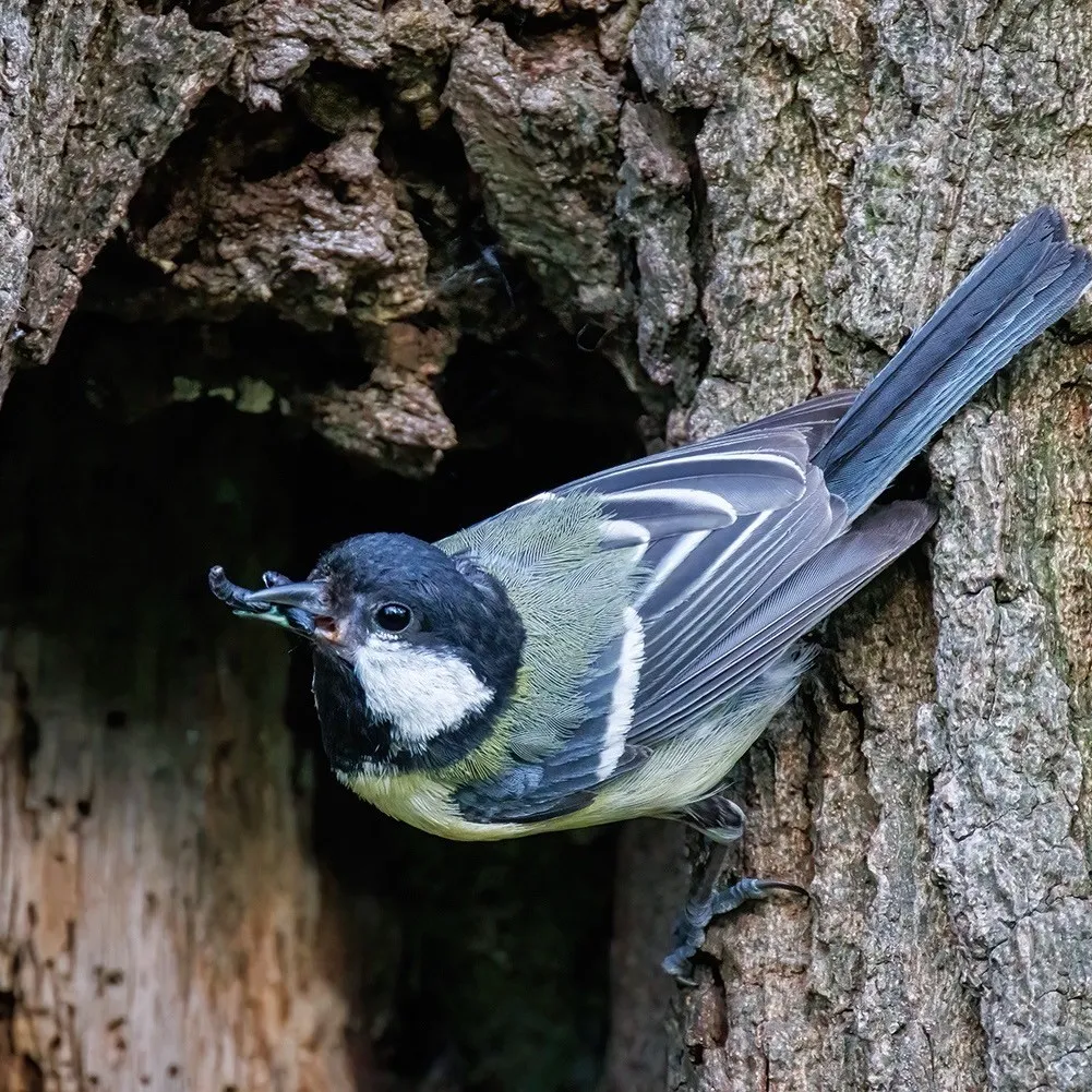 A sharp and well-composed photograph of a great tit with an insect in its beak, emerging from a tree hollow. The lighting is natural and effective, highlighting the bird's details and accurate colors. The image is highly photo-realistic with excellent focus on the main subject.