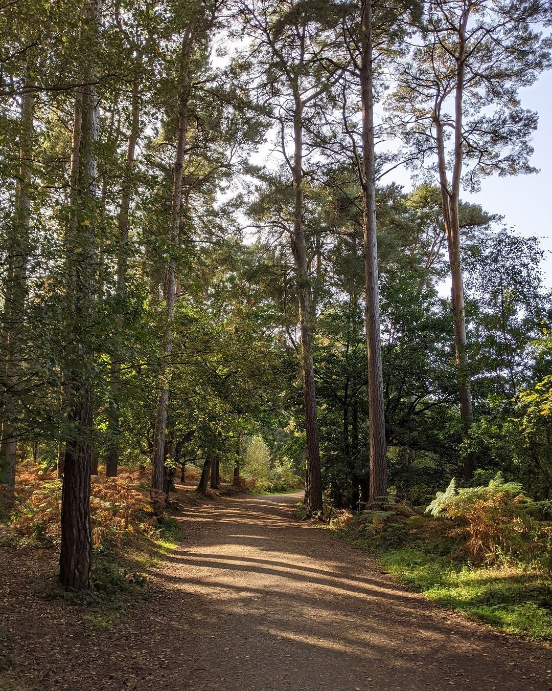 This image is a well-composed shot of a path through a forest. The composition is balanced, with the path leading the eye towards the center of the image. The lighting is natural and soft, creating a warm and inviting atmosphere. The image is sharp, with good detail in the trees and foliage. The colors are accurate and natural, with a good balance of greens and browns. The key elements, such as the path and the trees, are in focus. Overall, this is a high-quality image that captures the beauty of the forest.