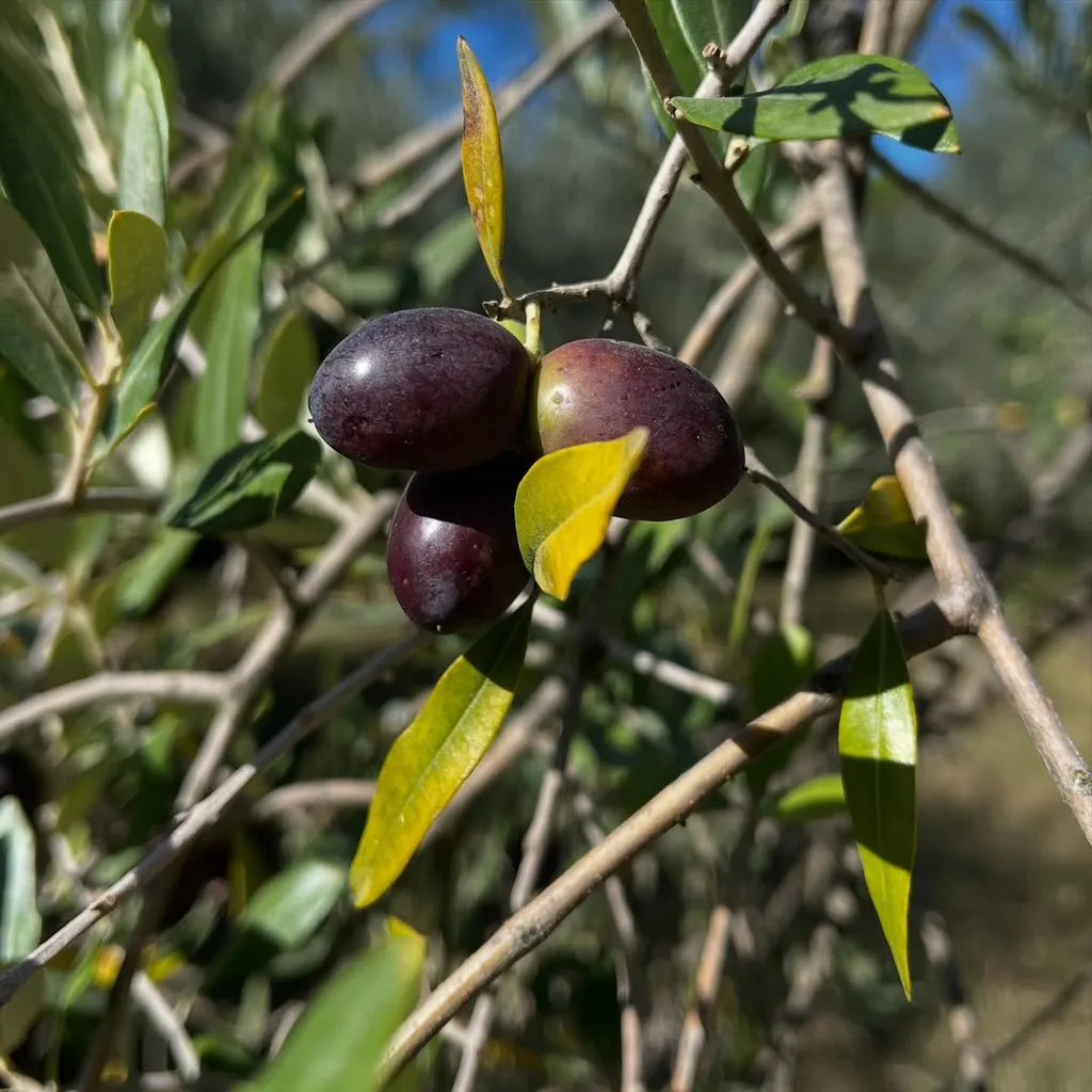 A close-up photograph of ripe olives on a branch of an olive tree. The olives are dark purple to black, nestled among green and some yellowing leaves. The background is softly blurred, showing more branches and hints of blue sky.
