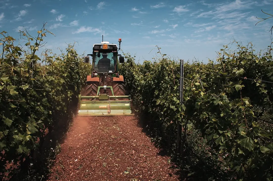 A tractor works through rows of grapevines in a vineyard under a clear blue sky. The tractor is centered, appearing to be cultivating the soil between the lush green vines.