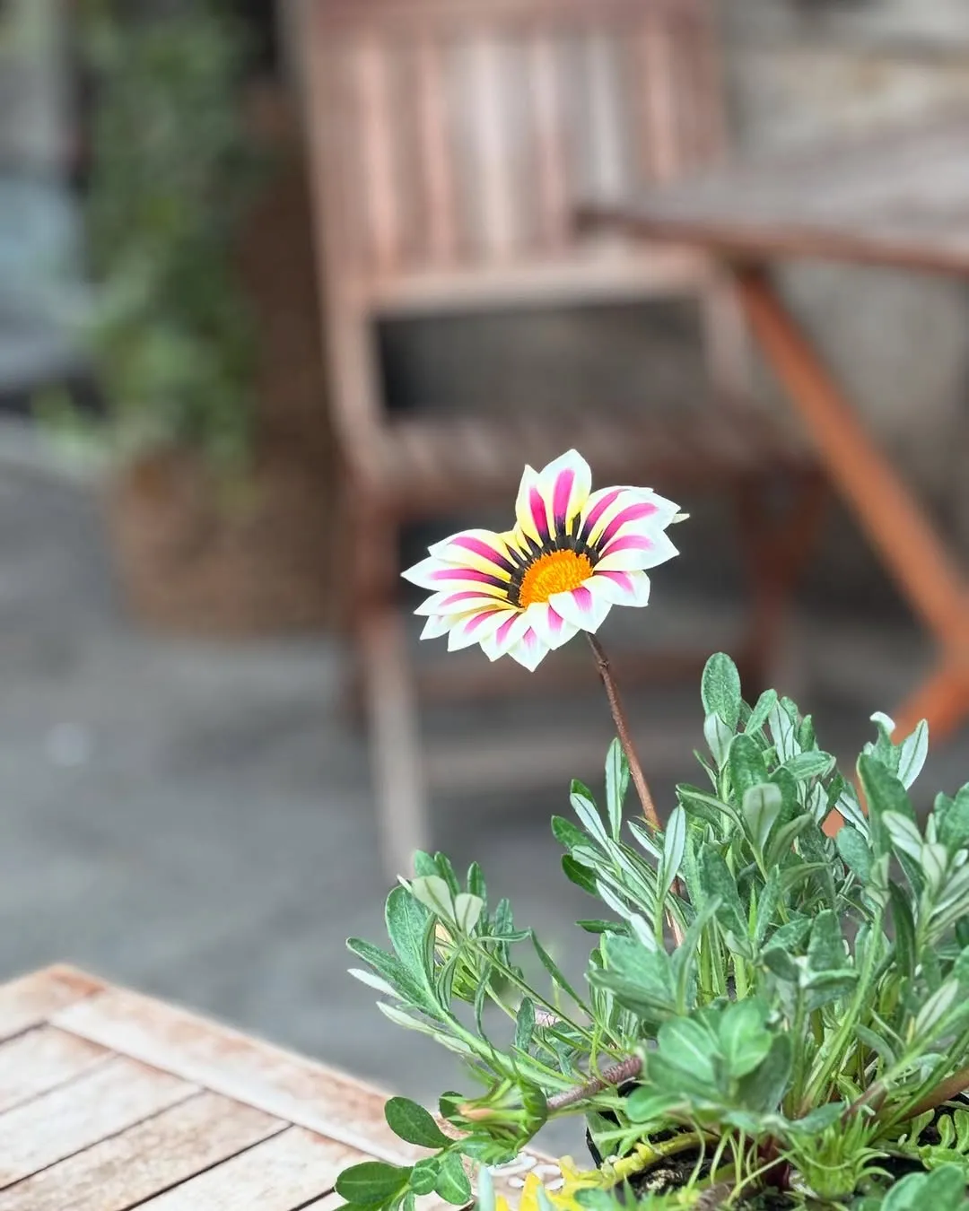 A close-up photograph of a vibrant, multi-colored gazania flower with a blurred background of an outdoor setting, likely a patio or garden.