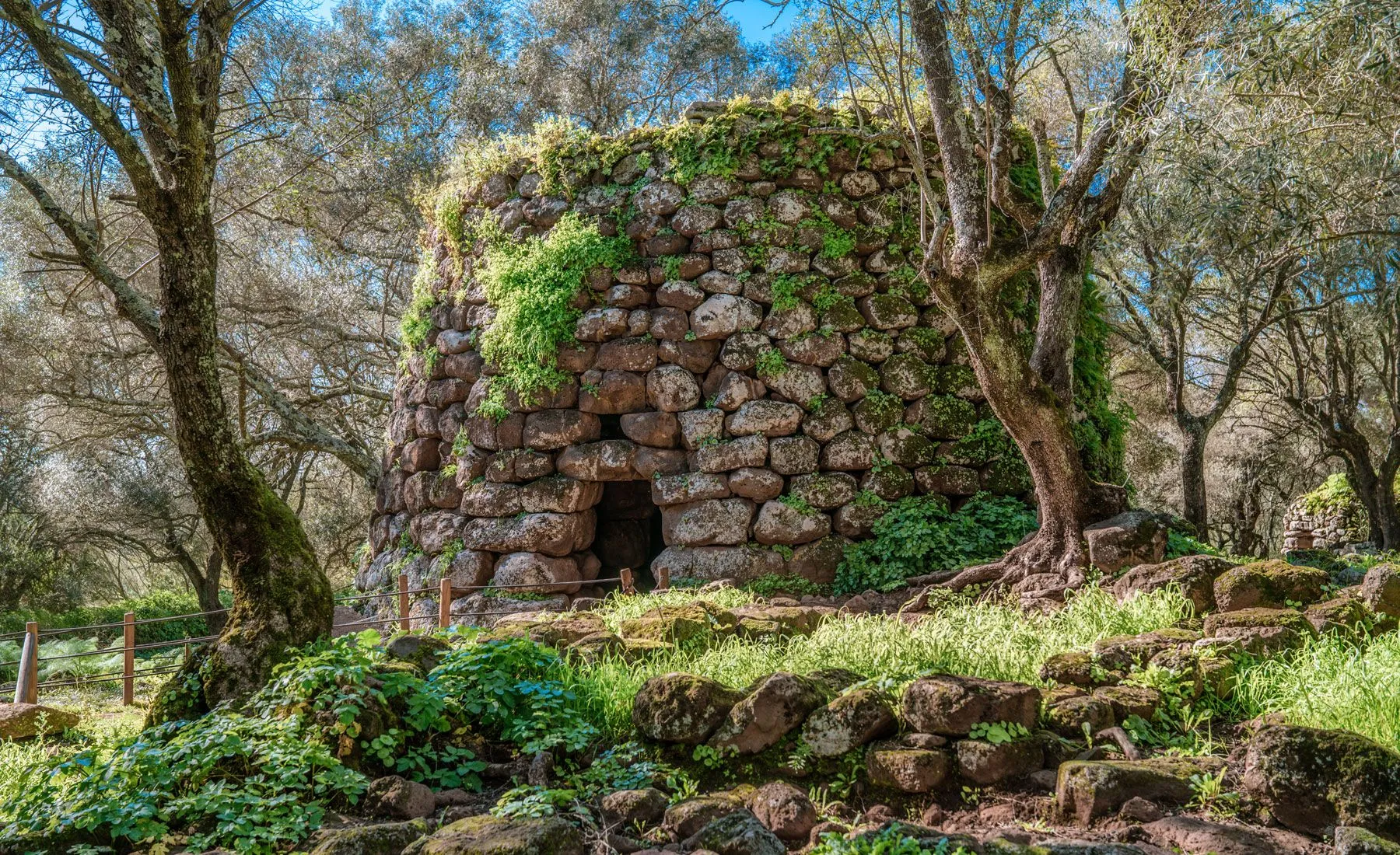 An ancient stone structure, possibly a Nuraghe, covered in moss and surrounded by lush green foliage and trees under natural sunlight.