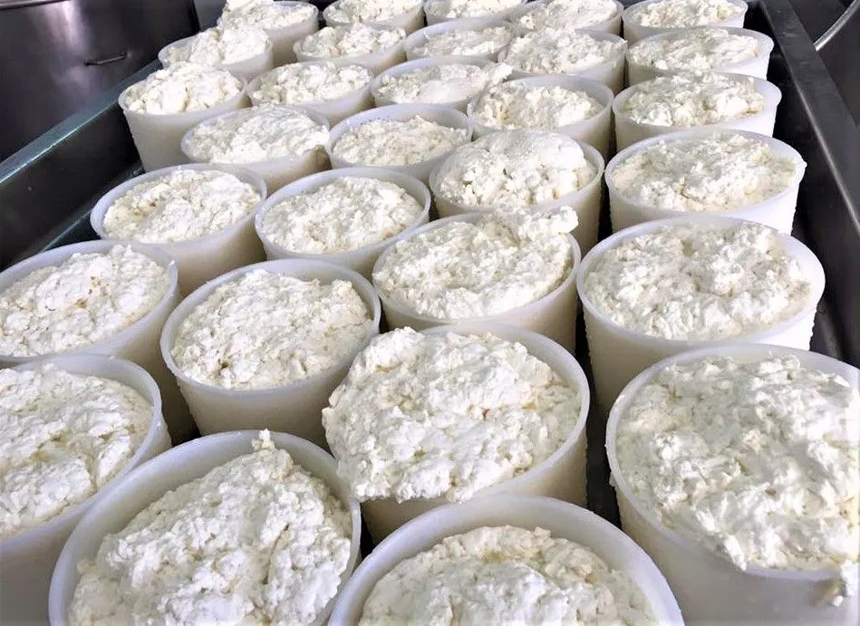 A close-up image showing numerous plastic containers filled with a white, granular dairy product, likely cheese curds or ricotta, ready for processing or sale.