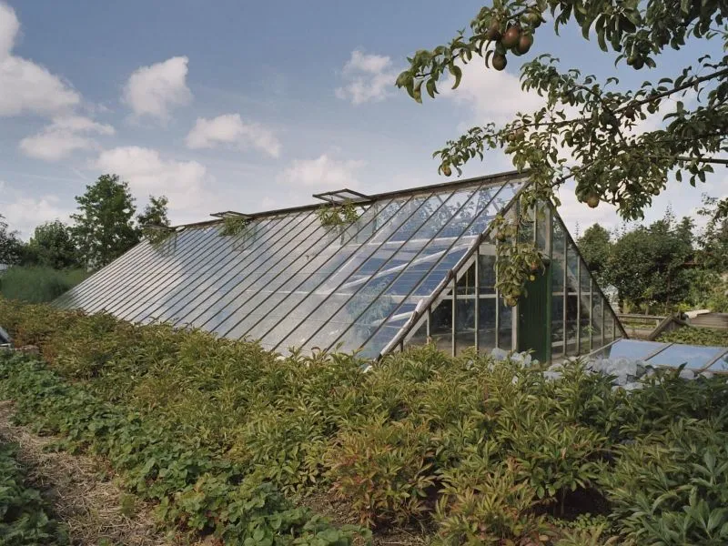 A well-lit and sharp photograph of a greenhouse, demonstrating good photo-realism and natural, accurate colors. The key elements, including the greenhouse structure and foreground plants, are clearly in focus. The composition is effective, although a tree branch partially obstructs the upper right portion of the frame.